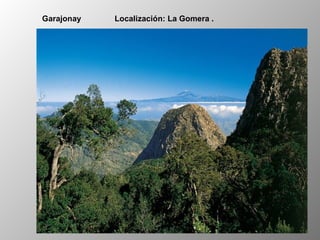 Garajonay Localización: La Gomera .