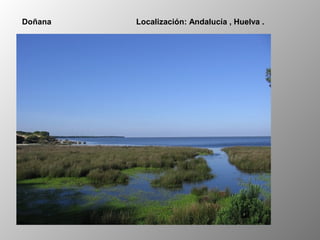 Doñana Localización: Andalucía , Huelva .