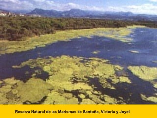 Reserva Natural de las Marismas de Santoña, Victoria y Joyel 