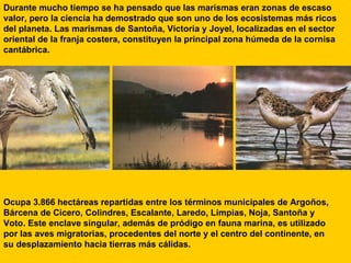 Durante mucho tiempo se ha pensado que las marismas eran zonas de escaso valor, pero la ciencia ha demostrado que son uno de los ecosistemas más ricos del planeta. Las marismas de Santoña, Victoria y Joyel, localizadas en el sector oriental de la franja costera, constituyen la principal zona húmeda de la cornisa cantábrica.  Ocupa 3.866 hectáreas repartidas entre los términos municipales de Argoños, Bárcena de Cicero, Colindres, Escalante, Laredo, Limpias, Noja, Santoña y Voto. Este enclave singular, además de pródigo en fauna marina, es utilizado por las aves migratorias, procedentes del norte y el centro del continente, en su desplazamiento hacia tierras más cálidas.  
