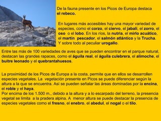 La proximidad de los Picos de Europa a la costa, permite que en ellos se desarrollen especies vegetales. La  vegetación presente en Picos se puede diferenciar según la altura a la que se encuentra. Así se pueden señalar las áreas dominadas por la  encina , el  roble  y el  haya . Por encima de los 1.500 m., debido a la altura y a lo escarpado del terreno, la presencia vegetal se limita  a la pradera alpina. A  menor altura se puede destacar la presencia de especies vegetales como el  fresno , el  enebro , el  abedul , el  nogal  o el  tilo .  De la fauna presente en los Picos de Europa destaca  el   rebeco. En lugares más accesibles hay una mayor variedad de especies, como el  corzo , el  ciervo , el  jabalí , el  zorro , el  oso  o el  lobo . En los ríos, la  nutria , el  mirlo acuático , el  martín  pescador , el  salmón atlántico  y la  Trucha .  Y sobre todo al peculiar  urogallo .  Entre las más de 100 variedades de aves que se pueden encontrar en el parque natural, destacan las grandes rapaces, como el  águila real , el  águila culebrera , el  alimoche , el  buitre leonado  y el  quebrantahuesos . 