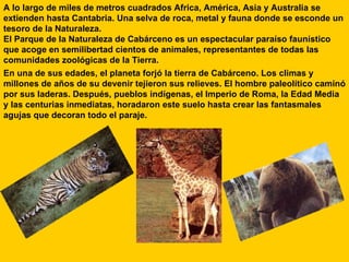 A lo largo de miles de metros cuadrados Africa, América, Asia y Australia se extienden hasta Cantabria. Una selva de roca, metal y fauna donde se esconde un tesoro de la Naturaleza. El Parque de la Naturaleza de Cabárceno es un espectacular paraíso faunístico que acoge en semilibertad cientos de animales, representantes de todas las comunidades zoológicas de la Tierra.  En una de sus edades, el planeta forjó la tierra de Cabárceno. Los climas y millones de años de su devenir tejieron sus relieves. El hombre paleolítico caminó por sus laderas. Después, pueblos indígenas, el Imperio de Roma, la Edad Media y las centurias inmediatas, horadaron este suelo hasta crear las fantasmales agujas que decoran todo el paraje. 