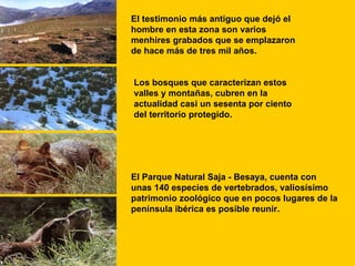 El testimonio más antiguo que dejó el hombre en esta zona son varios menhires grabados que se emplazaron de hace más de tres mil años.  Los bosques que caracterizan estos valles y montañas, cubren en la actualidad casi un sesenta por ciento del territorio protegido.  El Parque Natural Saja - Besaya, cuenta con unas 140 especies de vertebrados, valiosísimo patrimonio zoológico que en pocos lugares de la península ibérica es posible reunir.  