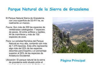 Parque Natural de la Sierra de Grazalema

El Parque Natural Sierra de Grazalema,
   con una superficie de 53.411 ha, es
   realmente un macizo.
Fauna: Son más de 200 las especies de
  vertebrados catalogadas: 7 especies
  de peces, 34 entre anfibios y reptiles,
  44 de mamíferos y más de 130
  especies de aves.
Flora: La variedad florística del Parque
   Natural es muy alta, contando con más
   de 1.375 taxones. Esta cifra representa
   algo más del 25% de las especies
   descritas para España y un porcentaje
   superior al 55% de las especies de
   Andalucía Occidental.
Ubicación: El parque natural de la sierra    Página Principal
   de grazalema está situado entre el
   noreste de la provincia de Cádiz y el
 
