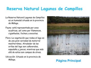 Reserva Natural Lagunas de Campillos
La Reserva Natural Lagunas de Campillos
   es un humedal situado en la provincia
   de Málaga.

Fauna: está representada por aves
   acuáticas, así como por flamencos,
   cigüeñuelas, fochas y avocetas.

Flora :La vegetación que rodea el lago es
   de una gran variedad de matorral
   mediterráneo. Alrededor de las
   orillas del lago son cañaverales,
   espadaña y juncos, mientras que más
   allá de estos son campos de olivos.

Ubicación: Situado en la provincia de
  Málaga.
                                            Página Principal
 