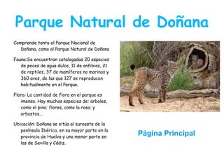 Parque Natural de Doñana
Comprende tanto el Parque Nacional de
   Doñana, como al Parque Natural de Doñana

Fauna:Se encuentran catalogadas 20 especies
   de peces de agua dulce, 11 de anfibios, 21
   de reptiles, 37 de mamíferos no marinos y
   360 aves, de las que 127 se reproducen
   habitualmente en el Parque.

Flora: La cantidad de flora en el parque es
   imenso. Hay muchas especies de: arboles,
   como el pino; flores, como la rosa; y
   arbustos...

Ubicación: Doñana se sitúa al suroeste de la
   península Ibérica, en su mayor parte en la
   provincia de Huelva y una menor parte en
                                                Página Principal
   las de Sevilla y Cádiz.
 