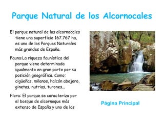 Parque Natural de los Alcornocales
El parque natural de los alcornocales
   tiene una superficie 167.767 ha,
   es uno de los Parques Naturales
   más grandes de España.

Fauna:La riqueza faunística del
  parque viene determinada
  igualmente en gran parte por su
  posición geográfica. Como:
  cigüeñas, milanos, halcón abejero,
  ginetas, nutrias, turones...

Flora: El parque se caracteriza por
   el bosque de alcornoque más          Página Principal
   extenso de España y uno de los
   más grandes del mundo, en un
 
