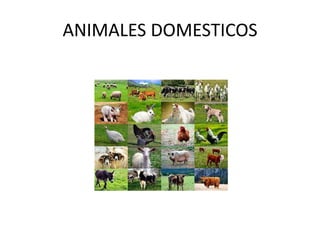 ANIMALES DOMESTICOS