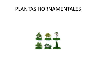 PLANTAS HORNAMENTALES