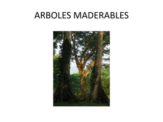 ARBOLES MADERABLES