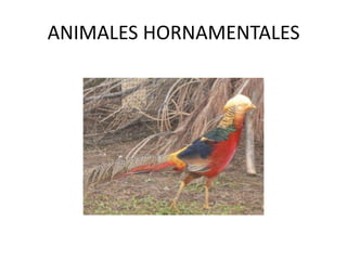 ANIMALES HORNAMENTALES
