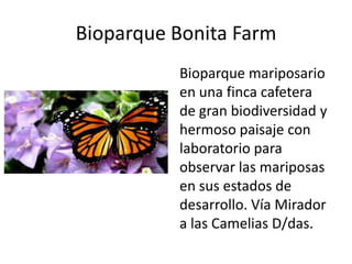 Bioparque Bonita Farm
          Bioparque mariposario
          en una finca cafetera
          de gran biodiversidad y
          hermoso paisaje con
          laboratorio para
          observar las mariposas
          en sus estados de
          desarrollo. Vía Mirador
          a las Camelias D/das.
 