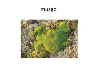 musgo
 