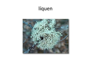 líquen
 
