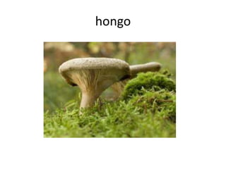 hongo
 