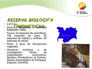 RESERVA BIOL Ó GICA LIMONCOCHA 4.613 ha  Zona declarada Humedal RAMSAR (1998)  Fauna: 53 especies de mam í feros, 144 especies de aves, 92 especies de reptiles y anfibios, 93 especies de peces  Flora: 5 tipos de formaciones vegetales Atractivos tur í sticos y de investigaci ó n: Centro de Interpretaci ó n Limoncocha, Sendero Etnobot á nico el Caim á n, Museo Arqueol ó gico de Pompeya, Estaci ó n Cient í fica 