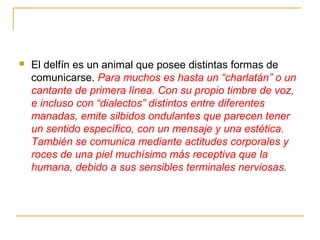  El delfín es un animal que posee distintas formas de
comunicarse. Para muchos es hasta un “charlatán” o un
cantante de primera línea. Con su propio timbre de voz,
e incluso con “dialectos” distintos entre diferentes
manadas, emite silbidos ondulantes que parecen tener
un sentido específico, con un mensaje y una estética.
También se comunica mediante actitudes corporales y
roces de una piel muchísimo más receptiva que la
humana, debido a sus sensibles terminales nerviosas.
 
