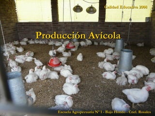 Calidad Educativa 2008 Escuela Agropecuaria Nº 1 - Bajo Hondo - Cnel. Rosales Producción Avícola  
