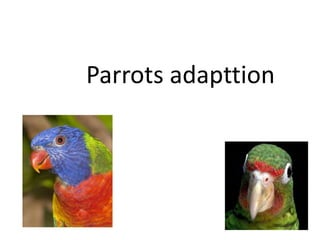 Parrots adapttion 