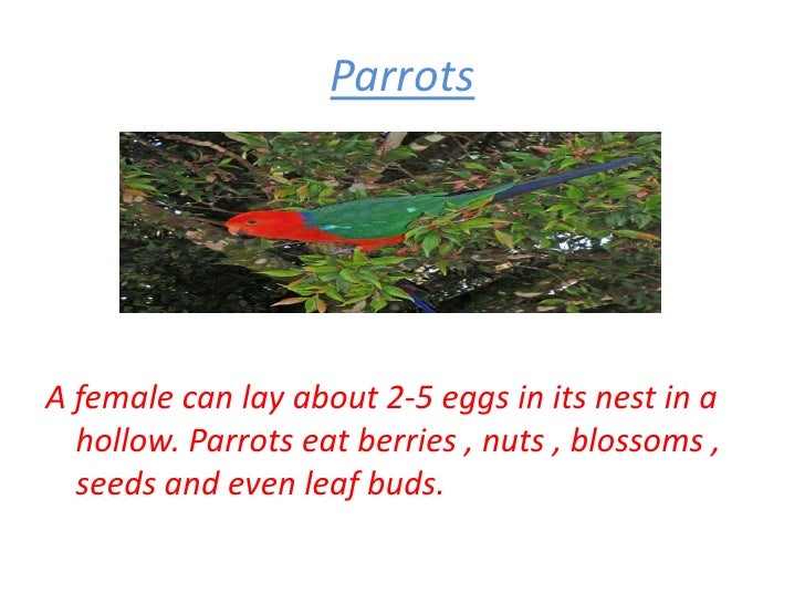 What do parrots eat in the rainforest?
