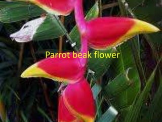 Parrot beak flower 