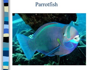 Parrotfish 