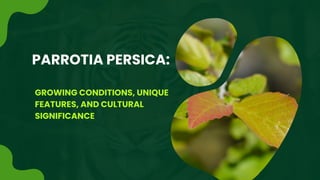 PARROTIA PERSICA:
GROWING CONDITIONS, UNIQUE
FEATURES, AND CULTURAL
SIGNIFICANCE
 