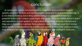 The Secret Language of Parrots More Than Just 