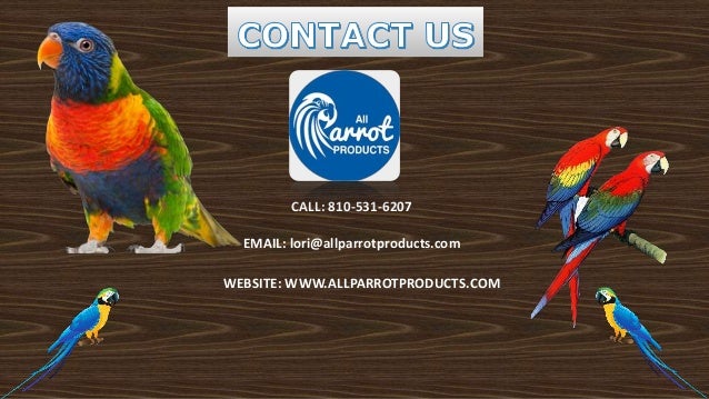 buy bird toys online