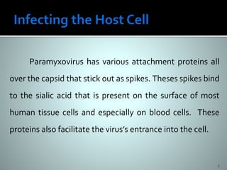 Paramyxovirus has various attachment proteins all
over the capsid that stick out as spikes. Theses spikes bind
to the sialic acid that is present on the surface of most
human tissue cells and especially on blood cells. These
proteins also facilitate the virus’s entrance into the cell.
5
 