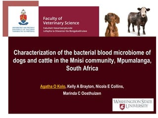 Characterization of the bacterial blood microbiome of
dogs and cattle in the Mnisi community, Mpumalanga,
South Africa
• Click on icon to
insert picture
Agatha O Kolo, Kelly A Brayton, Nicola E Collins,
Marinda C Oosthuizen
 