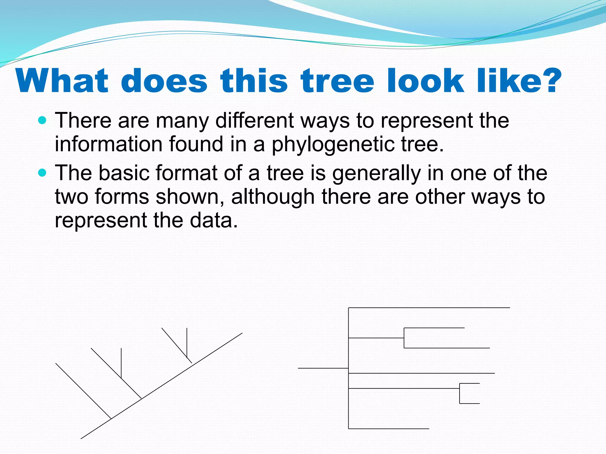What does this tree look like?
 There are many different ways to represent the
information found in a phylogenetic tree.
 The basic format of a tree is generally in one of the
two forms shown, although there are other ways to
represent the data.
 