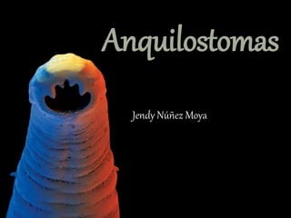 Anquilostomas
Jendy Núñez Moya
 