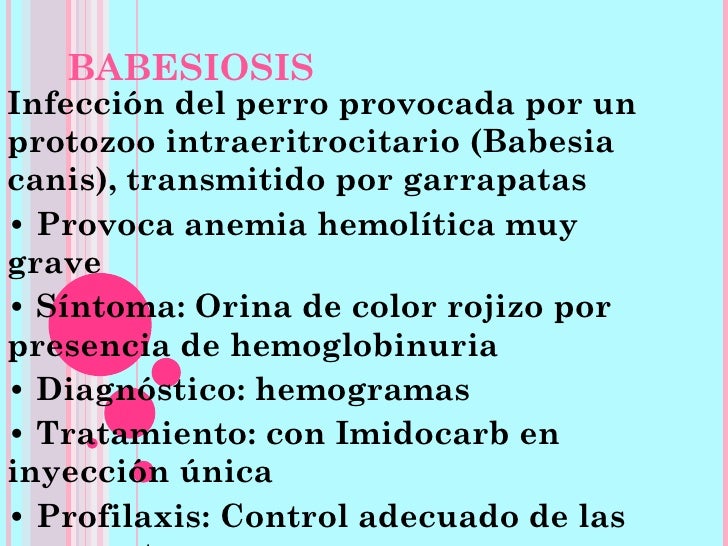 Los parásitos humanos en el organismo