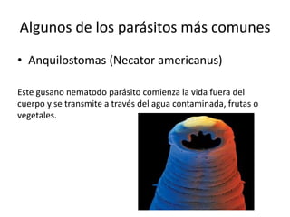 Algunos de los parásitos más comunes
• Anquilostomas (Necator americanus)
Este gusano nematodo parásito comienza la vida fuera del
cuerpo y se transmite a través del agua contaminada, frutas o
vegetales.
 