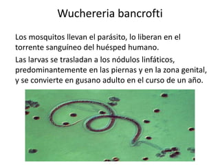 Wuchereria bancrofti
Los mosquitos llevan el parásito, lo liberan en el
torrente sanguíneo del huésped humano.
Las larvas se trasladan a los nódulos linfáticos,
predominantemente en las piernas y en la zona genital,
y se convierte en gusano adulto en el curso de un año.
 