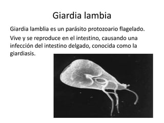 Giardia lambia
Giardia lamblia es un parásito protozoario flagelado.
Vive y se reproduce en el intestino, causando una
infección del intestino delgado, conocida como la
giardiasis.
 