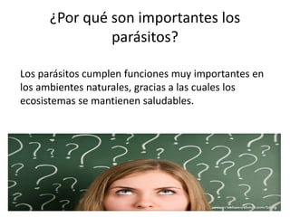 ¿Por qué son importantes los
parásitos?
Los parásitos cumplen funciones muy importantes en
los ambientes naturales, gracias a las cuales los
ecosistemas se mantienen saludables.
 