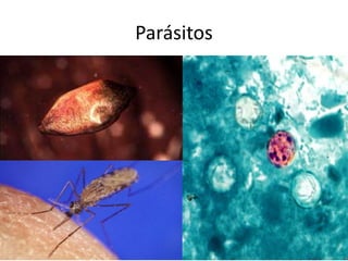Parásitos
 
