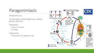 Paragonimiasis
Paragonimus sp
Tos-hemoptisis, dolor abdominal, malestar
general, febrícula
Diagnóstico
◦ Huevos en esputo
◦ Serología
Tratamiento
◦ Praziquantel 25 mg/kg·8h 2 días
 