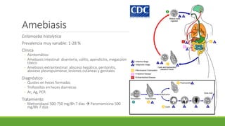 Amebiasis
Entamoeba histolytica
Prevalencia muy variable: 1-28 %
Clínica
◦ Asintomático
◦ Amebiasis intestinal: disentería, colitis, apendicitis, megacolon
tóxico
◦ Amebiasis extraintestinal: absceso hepático, peritonitis,
absceso pleuropulmonar, lesiones cutáneas y genitales
Diagnóstico
◦ Quistes en heces formadas
◦ Trofozoítos en heces diarreicas
◦ Ac, Ag, PCR
Tratamiento
◦ Metronidazol 500-750 mg/8h 7 días  Paromomicina 500
mg/8h 7 días
 