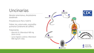 Uncinarias
Necator americanus, Ancylostoma
duodenale
Prevalencia en Perú: 9,64 %
Fiebre, tos, estornudos, eosinofilia
pulmonar (síndrome de Löffler)
Tratamiento
◦ Afección GI: Albendazol 400 mg
(dosis única)
◦ Larva migrans cutánea: Albendazol
400 mg/12h 3 días
 