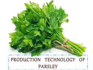 PRODUCTION TECHNOLOGY OF
PARSLEY
 