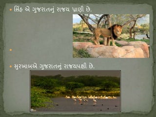  શ્ચસિંહ એ ગુજિાતનું િાજય પ્રાણી છે.

 સુિખાબએ ગુજિાતનું િાજય૫ક્ષી છે.
 