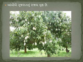  આંબોએ ગુજિાતનું િાજય વૃક્ષ છે.
 