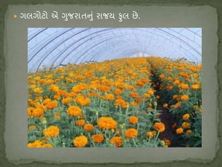  ગલગોટો એ ગુજિાતનું િાજય ફુલ છે.
 