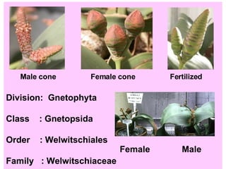 Male cone  Female cone  Fertilized  Division:  Gnetophyta Class  : Gnetopsida Order  : Welwitschiales   Female  Male Family  : Welwitschiaceae 