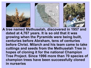A tree named Methuselah, discovered in 1957 and dated at 4,767 years. It is so old that it was growing when the Pyramids were being built, centuries before Abraham, tens of centuries before Christ. Milarch and his team came to take cuttings and seeds from the Methuselah Tree in hopes of cloning it for the national Champion Tree Project. Since 1996 more than 70 species of champion trees have been successfully cloned in nurseries  