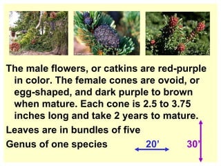 The male flowers, or catkins are red-purple in color. The female cones are ovoid, or egg-shaped, and dark purple to brown when mature. Each cone is 2.5 to 3.75 inches long and take 2 years to mature. Leaves are in bundles of five Genus of one species  20’   30’ 