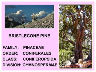BRISTLECONE PINE FAMILY:  PINACEAE ORDER:  CONIFERALES CLASS:  CONIFEROPSIDA DIVISION: GYMNOSPERMAE  